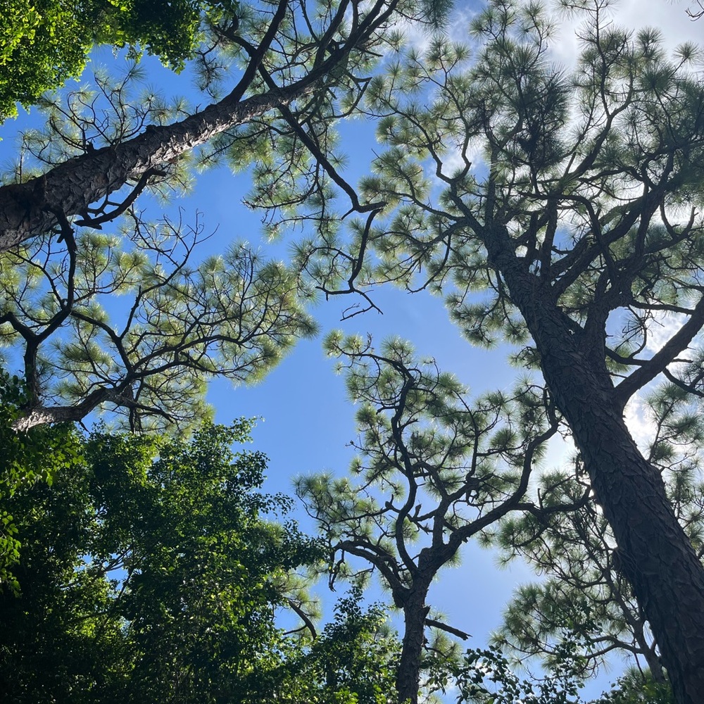 Meet your Posher, Ayanna